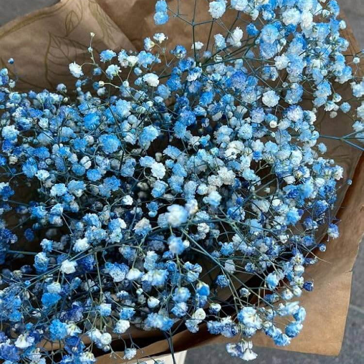 Gypsophila Seeds – light Blue