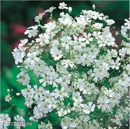 Gypsophila Seeds – Snowflake White