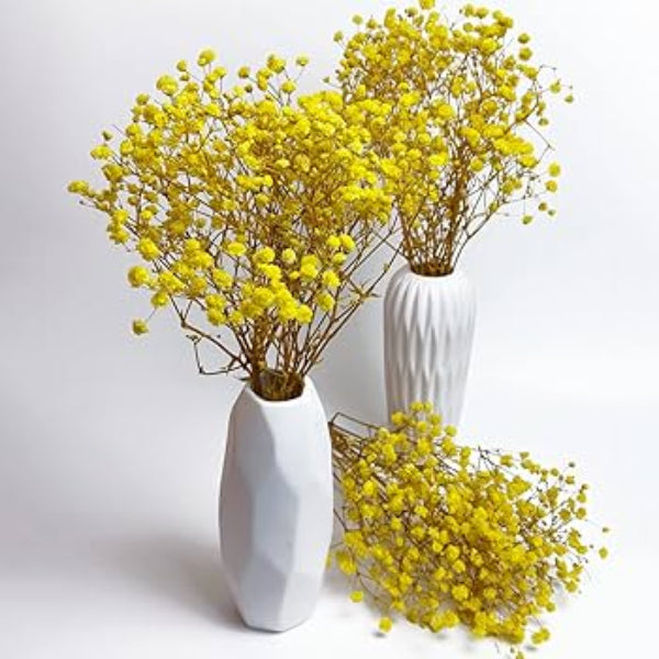 Gypsophila Seeds – Yellow