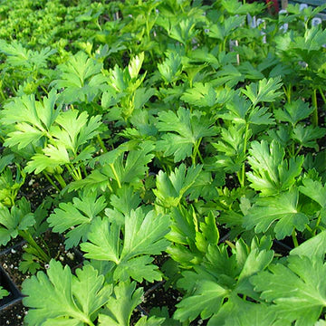 Giant Italian Flat Leaf Parsley Seeds – Herbal Plant