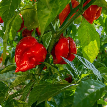 Habanero Pepper Seeds – Chili