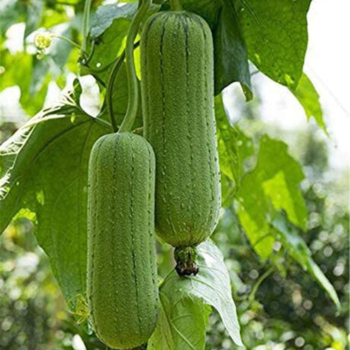 Hardshell Gourd Seeds – Thick-Skinned
