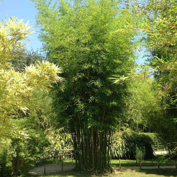 Hardy Clumping Bamboo Seeds