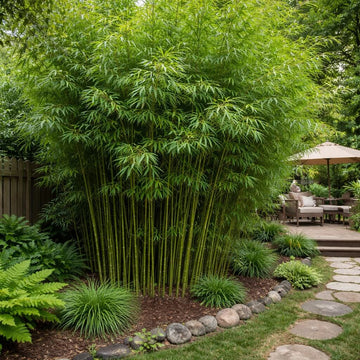 Hardy Clumping Bamboo Seeds