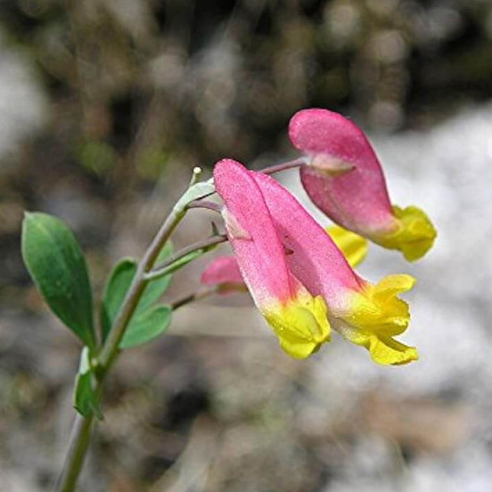 Harlequin Seeds – Pink Rock