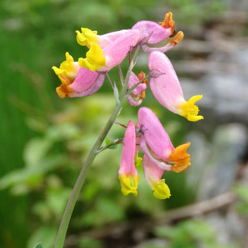 Harlequin Seeds – Pink Rock