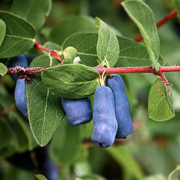 Haskap Berry Seeds 