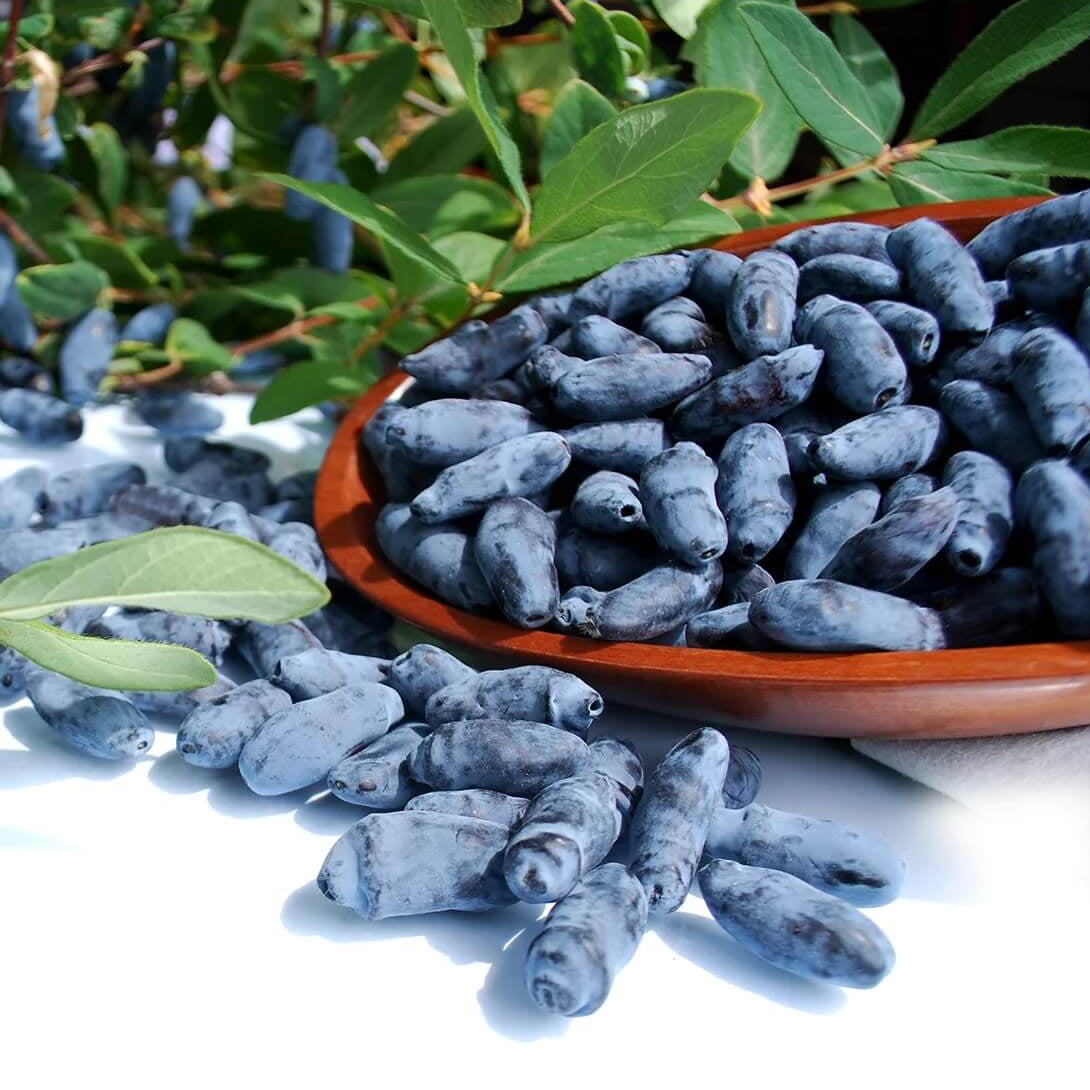 Haskap berry Seeds