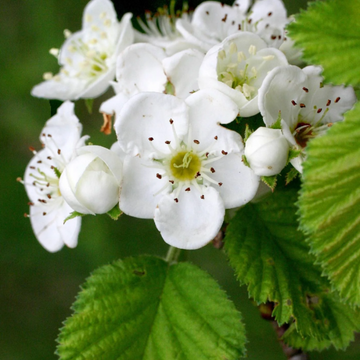 Hawthorn Seeds - Downy
