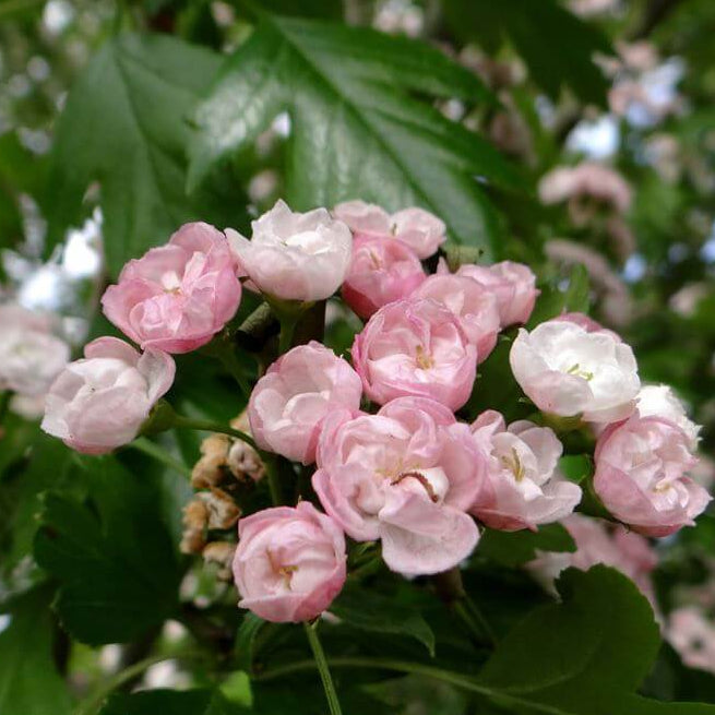 Hawthorn Seeds – English