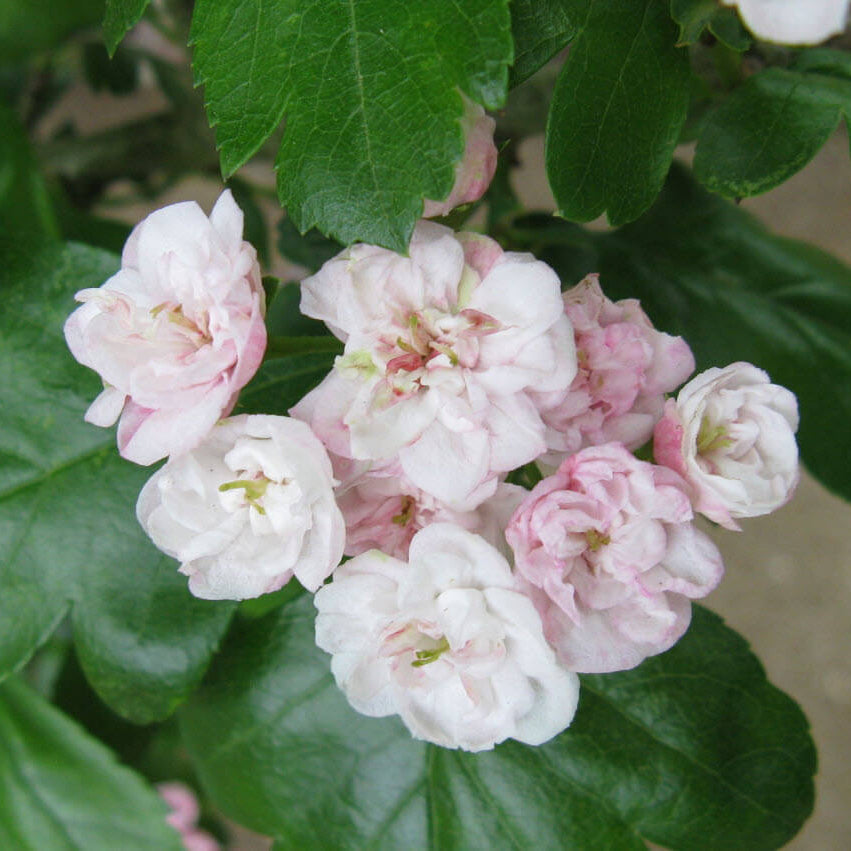 Hawthorn Seeds – English
