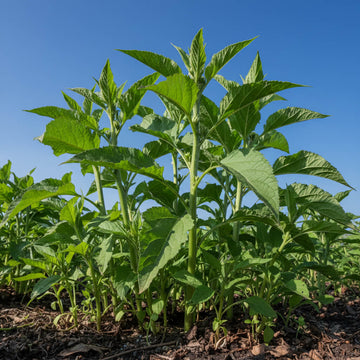 Heirloom Jerusalem Artichoke Seeds - Vegetable Plant