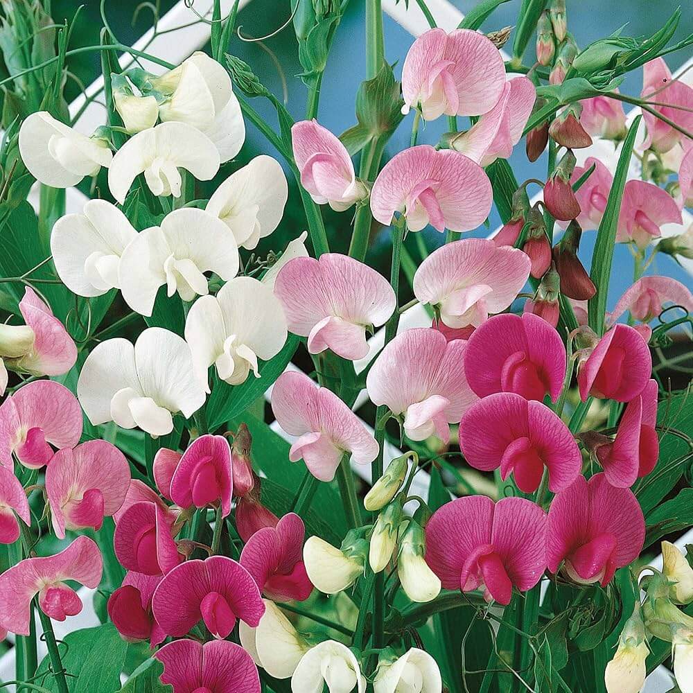 Heirloom Pea seeds-wildflower