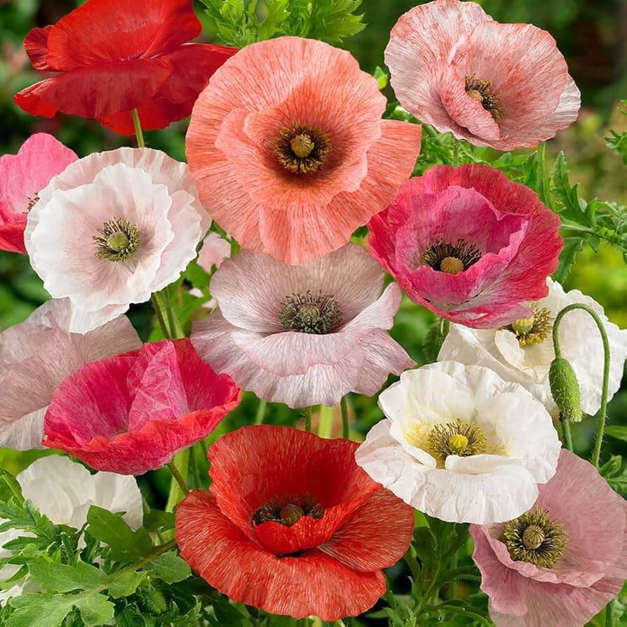 Heirloom Poppy Seeds - Flower Plant