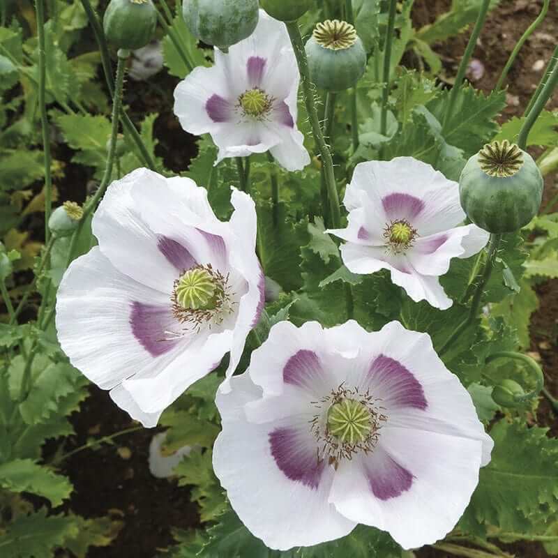 Heirloom Poppy Seeds - Flower Plant