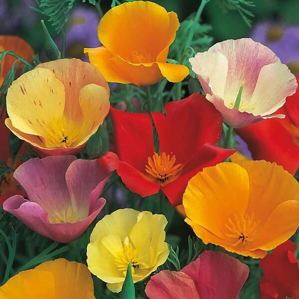 Heirloom Poppy Seeds - Flower Plant
