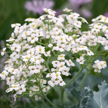 Heirloom Sea Kale Seeds