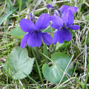 Heirloom Violet Seeds