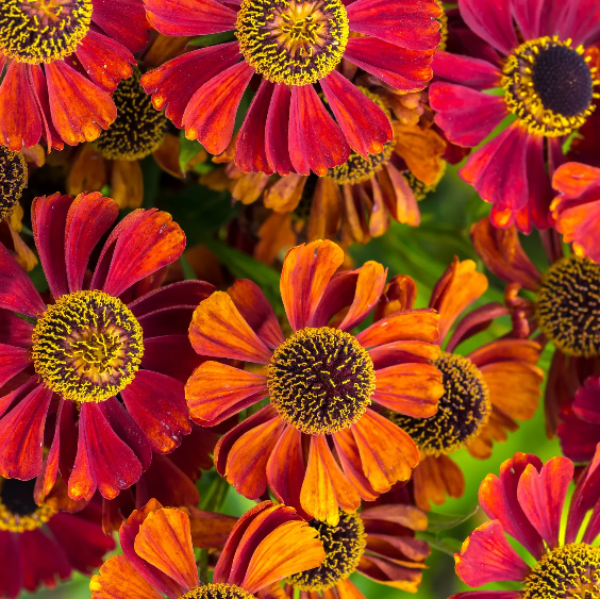 Helenium Seeds – Autumn Leaves
