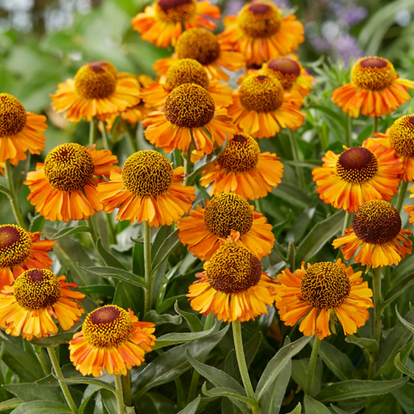 Helenium Seeds – Autumn Leaves
