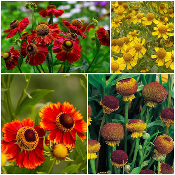 Helenium Seeds - All In One For Home Gardens