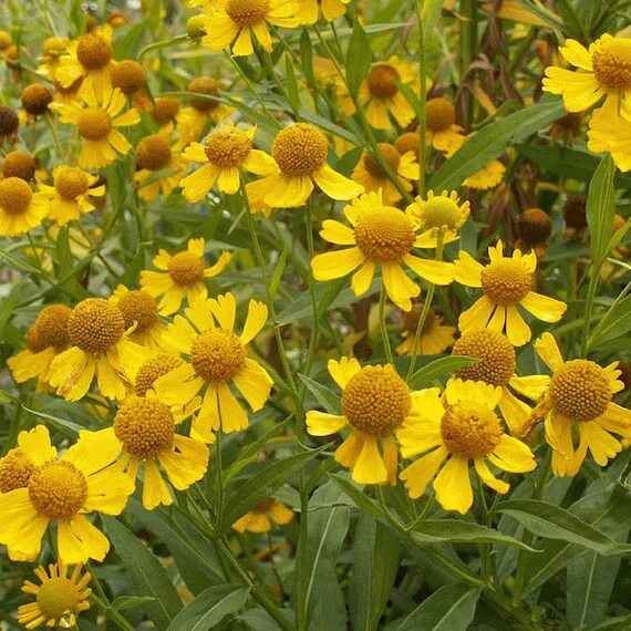 Helenium Seeds - All In One For Home Gardens