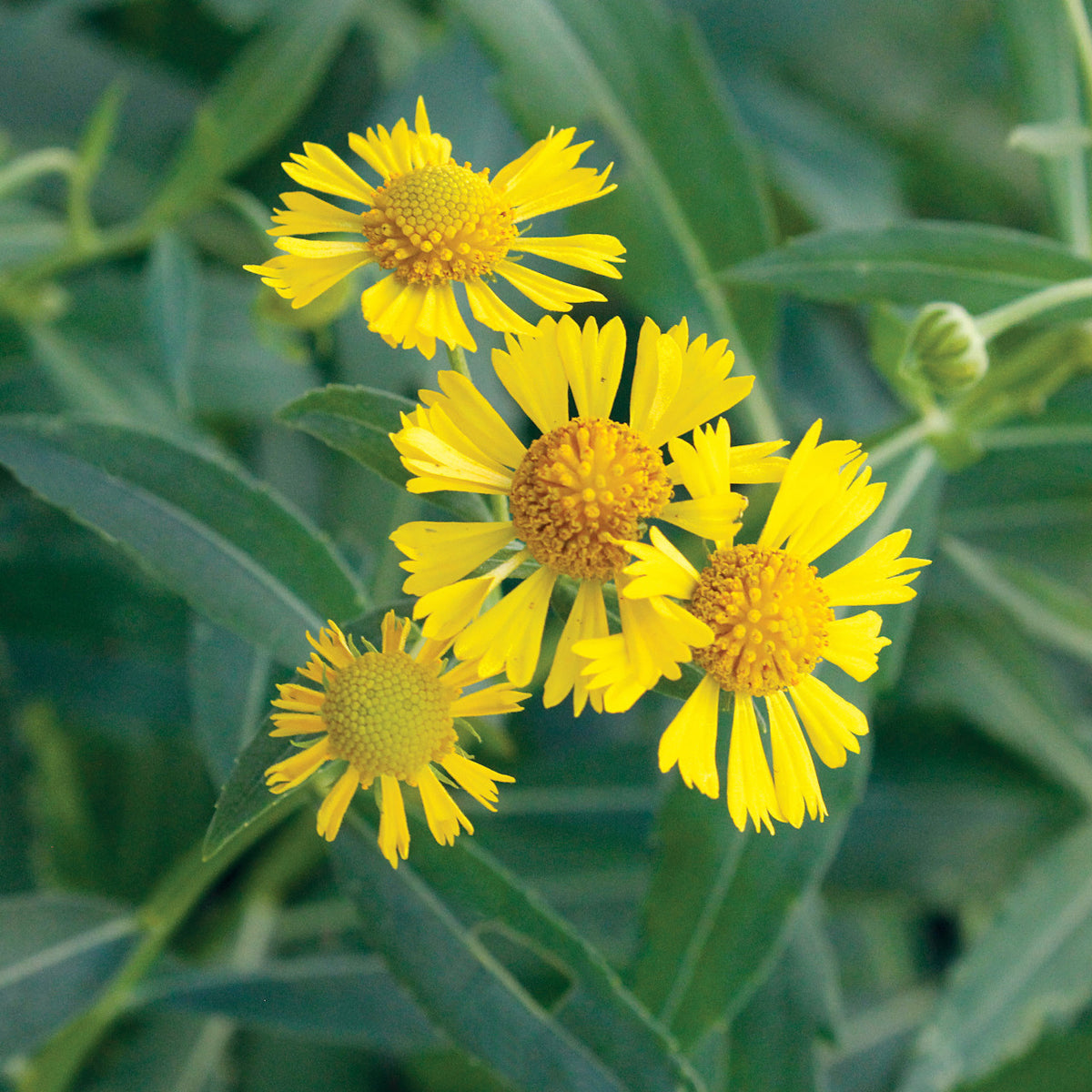 Helenium Seeds – Autumnale

