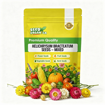 Helichrysum bracteatum Seeds – Mixed