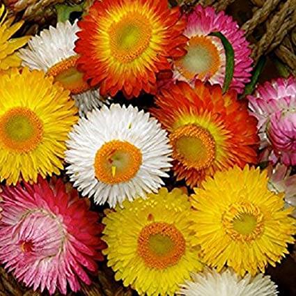 Helichrysum bracteatum Seeds – Strawflower