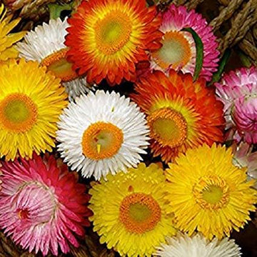 Helichrysum bracteatum Seeds – Strawflower