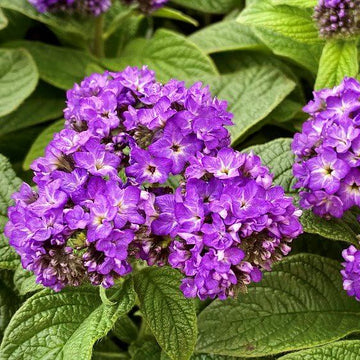 Heliotrope Seeds – Purple