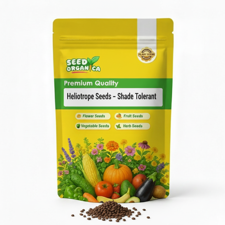 Heliotrope Seeds – Shade Tolerant