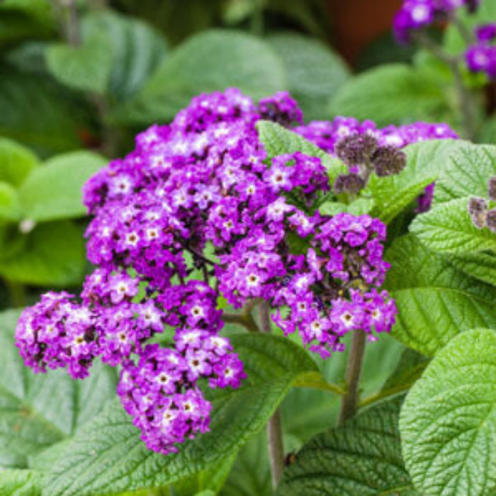 Heliotrope Seeds – Shade Tolerant