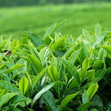 Herbal Tea Garden Seeds