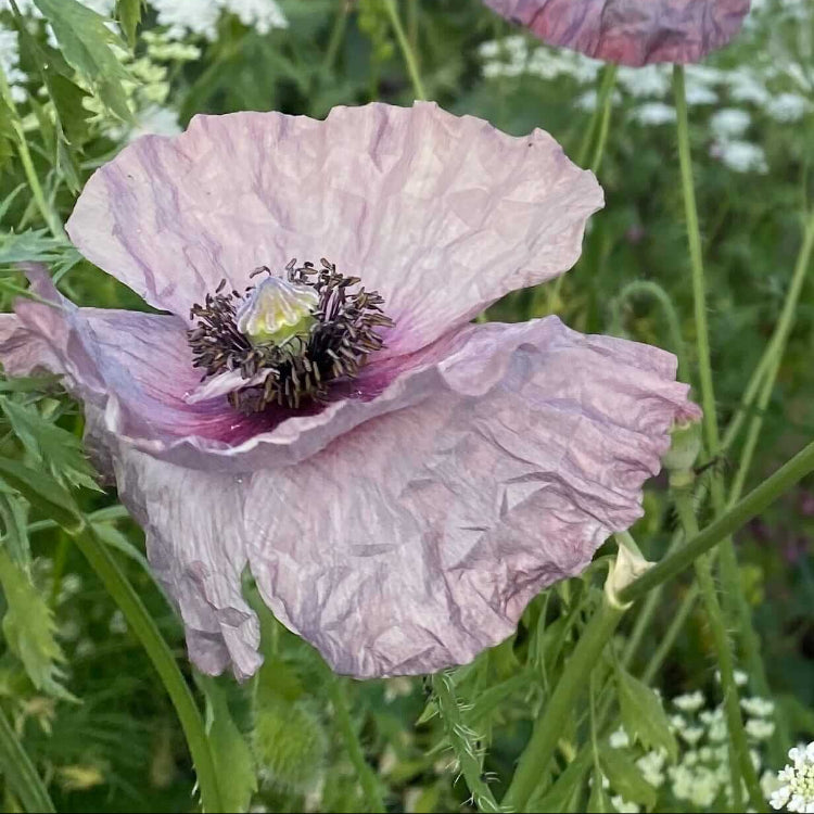 Heritage Poppy Seeds