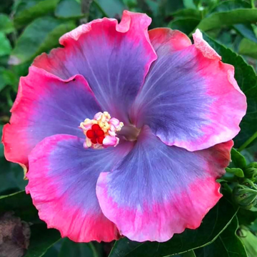 Hibiscus Seeds – Blue-Pink
