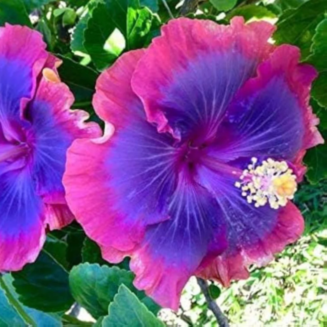 Hibiscus Seeds – Blue-Pink
