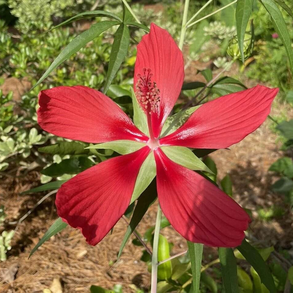 Hibiscus Coccineus Seeds - Flower Plant