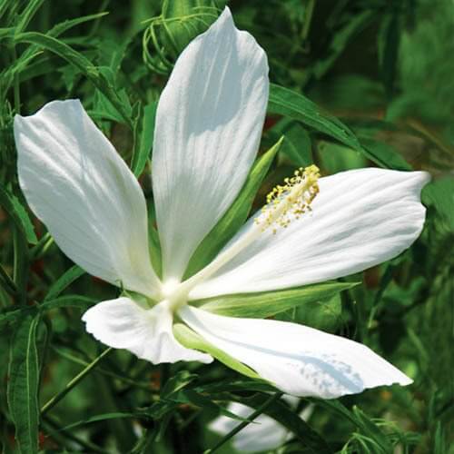 Hibiscus Coccineus Seeds - Flower Plant