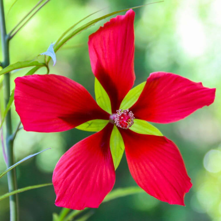 Hibiscus Coccineus Texas Star Seeds - Flower Plant