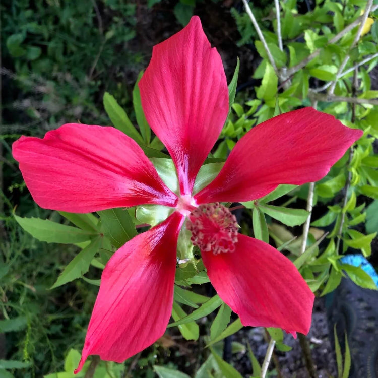 Hibiscus Coccineus Texas Star Seeds - Flower Plant