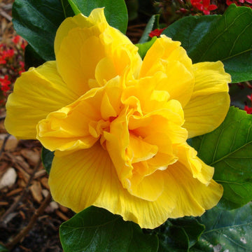 Hibiscus Seeds – Double Yellow
