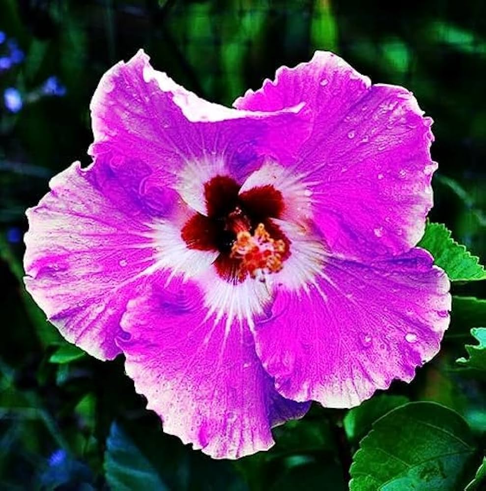 Hibiscus Seeds – Giant
