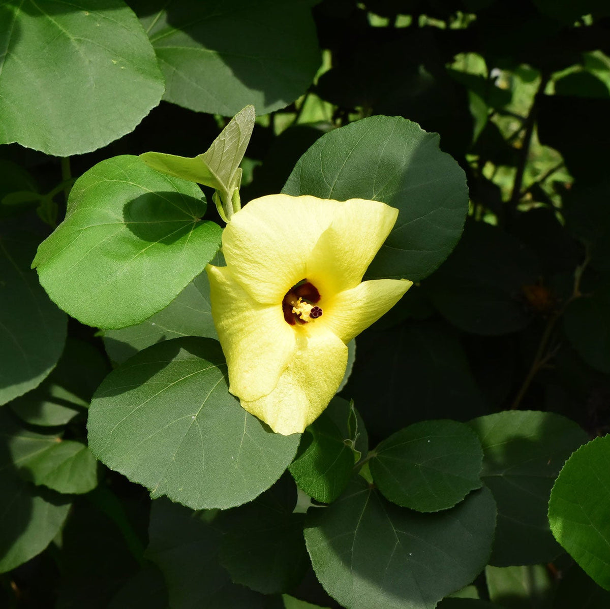 Hibiscus_Hamabo_Hardy_Shrub_Long_Seeds