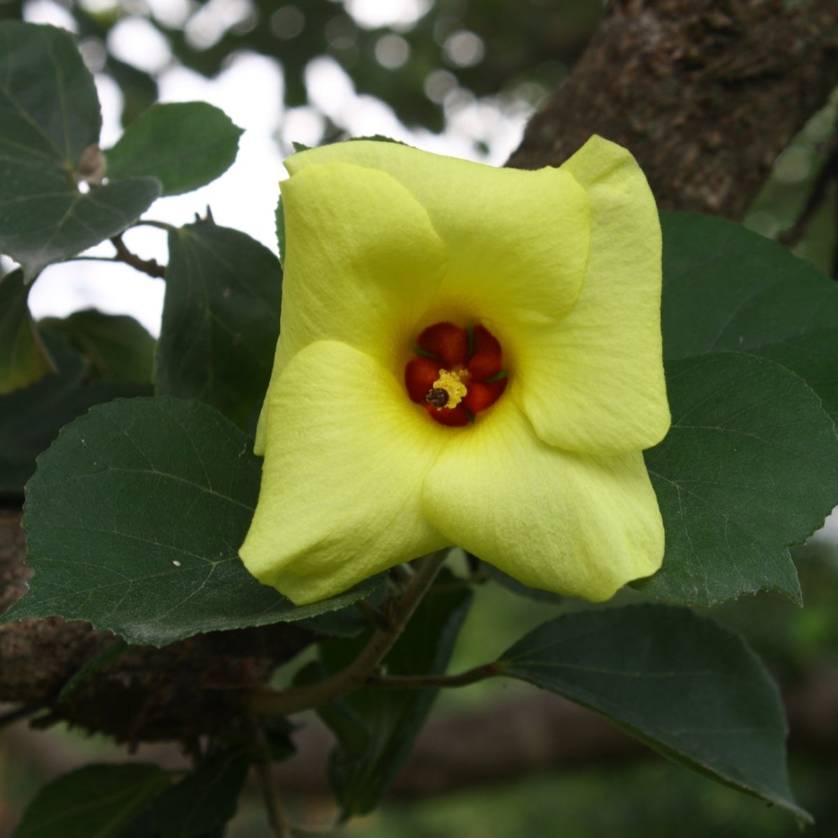 Hibiscus Hamabo Seeds – Hardy Shrub, Long
