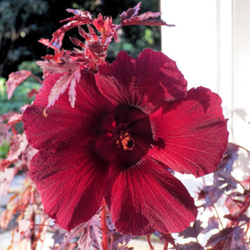 Hibiscus Seeds – Mahogany Splendor
