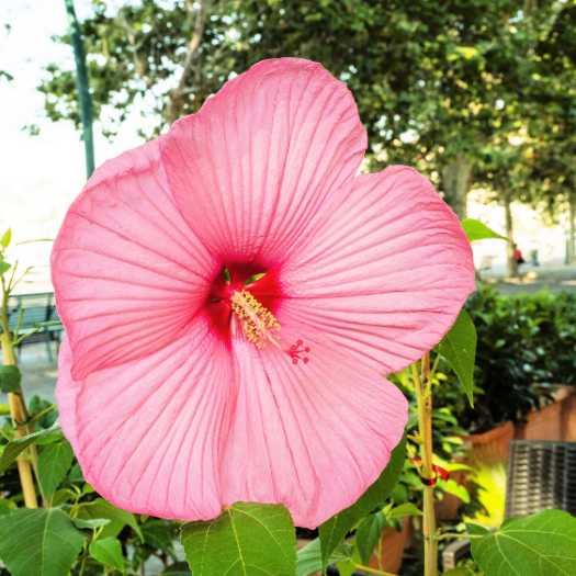 Hibiscus Seeds – Moscheutos
