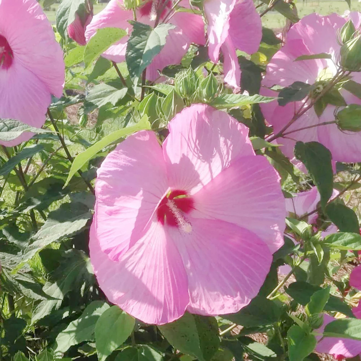 Hibiscus Seeds – Pink Dinner Plate
