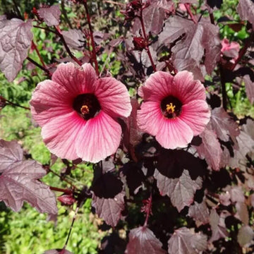 Hibiscus Seeds – Cranberry
