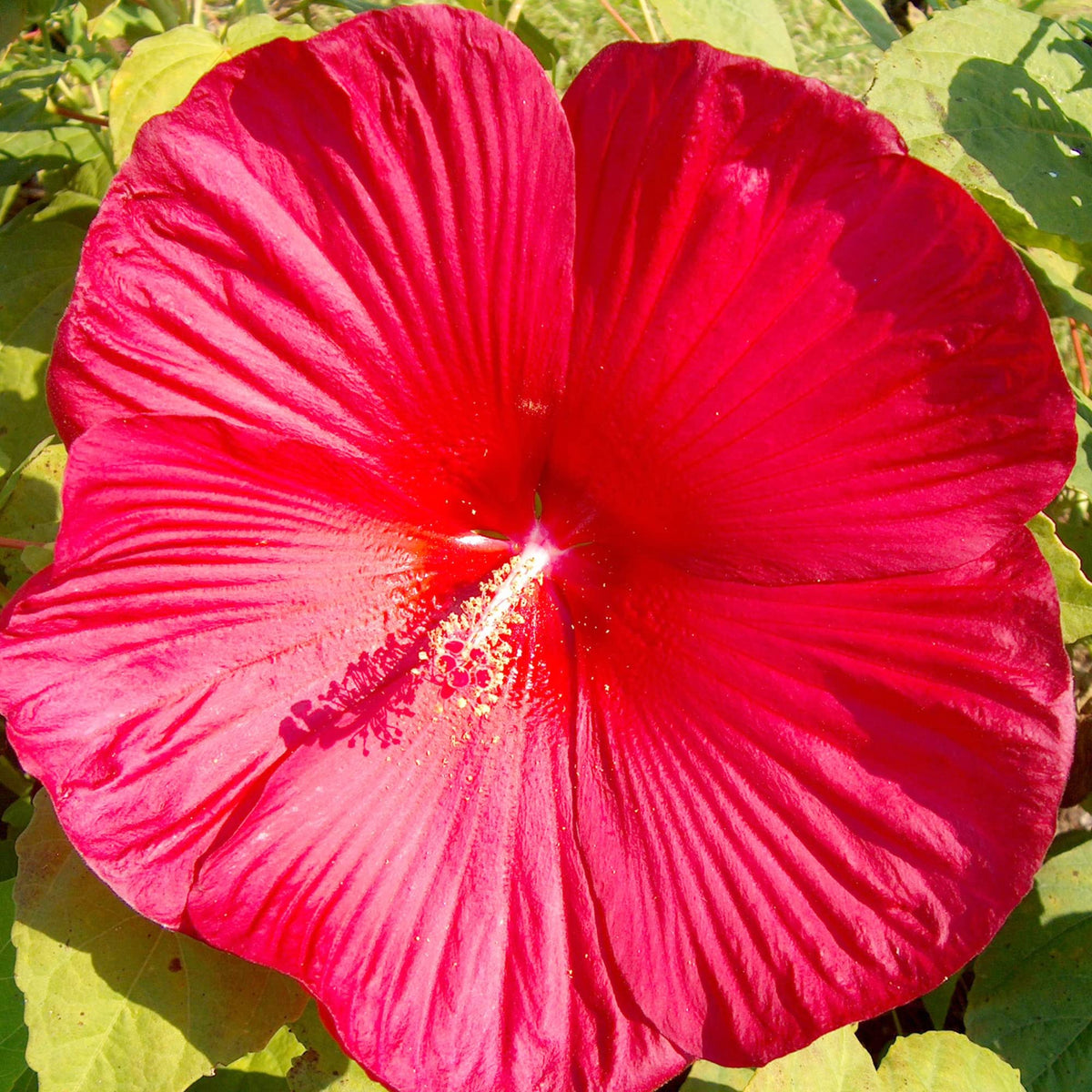 Hibiscus Seeds – Moscheutos
